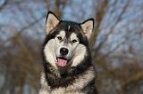 ALASKAN MALAMUTE 761